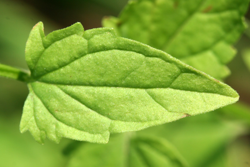 Image of Scutellaria dubia specimen.