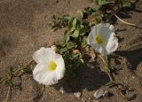 Ipomoea imperati. Верхушки побегов цветущего растения (Ipomoea stolonifera (Cirillo) J.F. Gmel.) на песчаном пляже. Греция, о. Родос, пос. Фалираки, берег Средиземного моря. 29.07.2012.