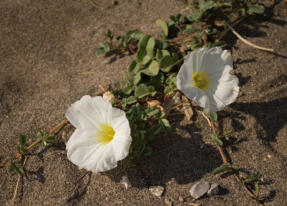 Image of Ipomoea imperati specimen.