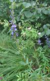 Lobelia sessilifolia