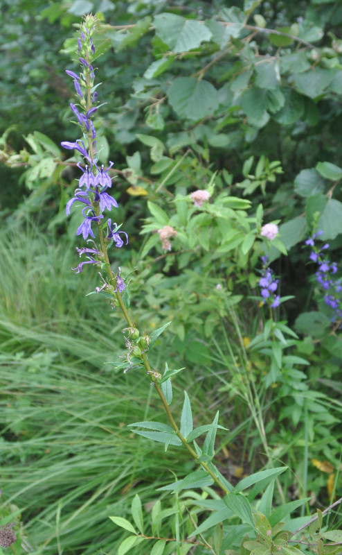 Изображение особи Lobelia sessilifolia.