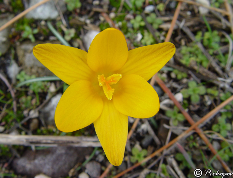Image of Crocus angustifolius specimen.