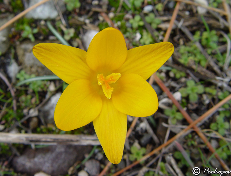 Изображение особи Crocus angustifolius.