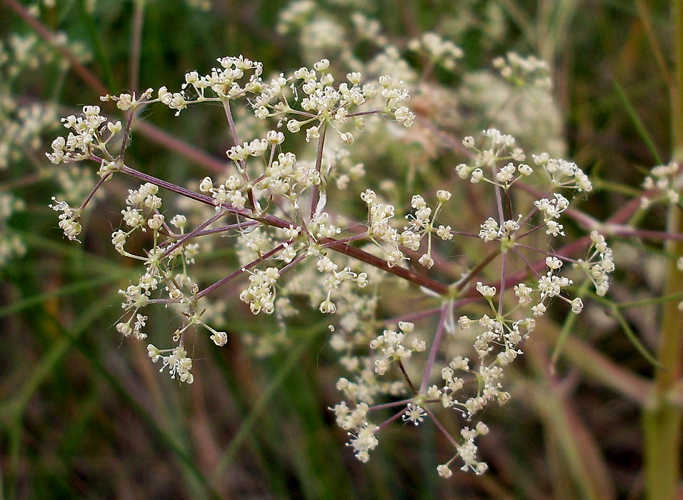 Image of genus Trinia specimen.
