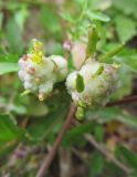 Rorippa palustris. Верхушка цветущего и плодоносящего растения с галлами. Коми, окраина г. Сыктывкар, берег р. Вычегда, кустарник. 25.08.2012.