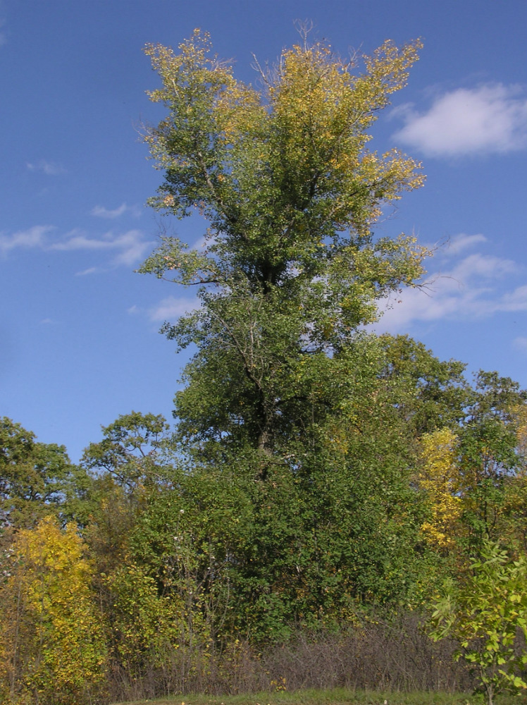 Image of Populus nigra specimen.