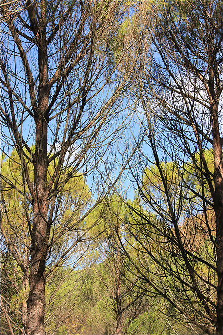 Изображение особи Pinus pinea.