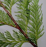 Cupressus × leylandii. Часть веточки. Германия, г. Кемпен, в культуре. 09.11.2012.