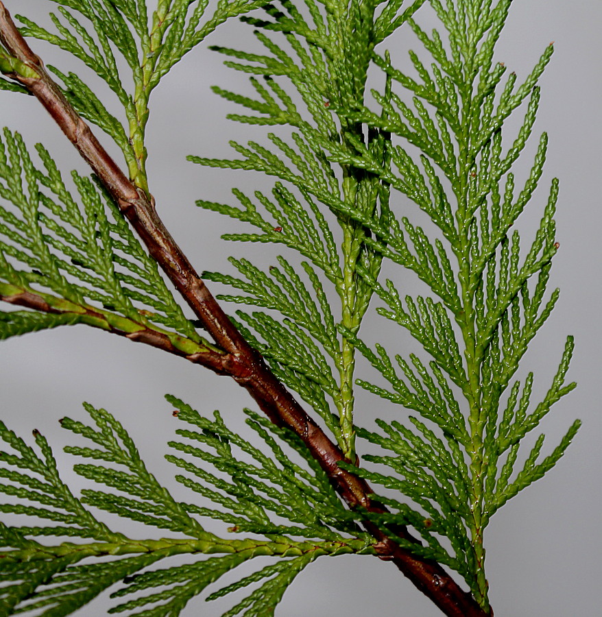 Изображение особи Cupressus &times; leylandii.