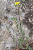 Potentilla laciniosa