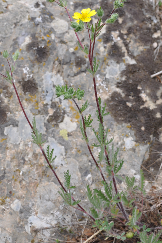 Изображение особи Potentilla laciniosa.