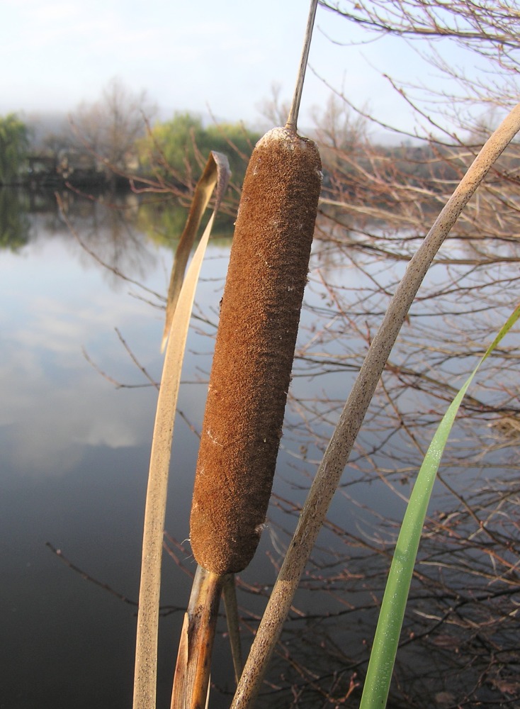 Изображение особи Typha &times; glauca.