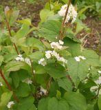 Deutzia parviflora