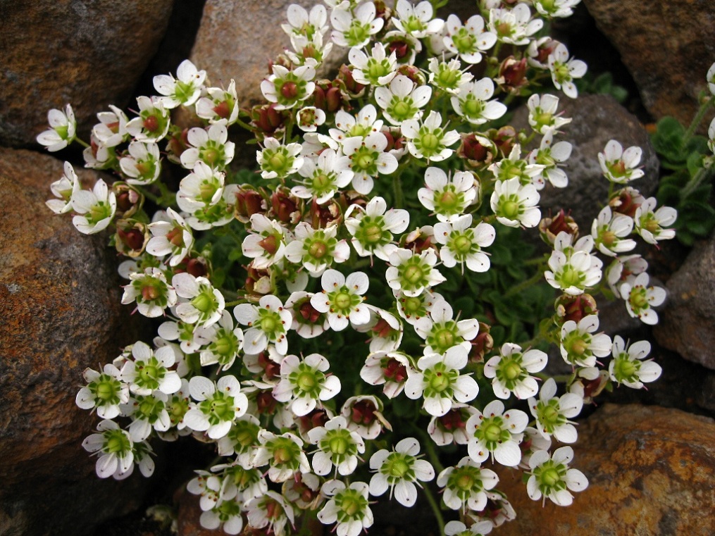 Изображение особи Micranthes merkii.