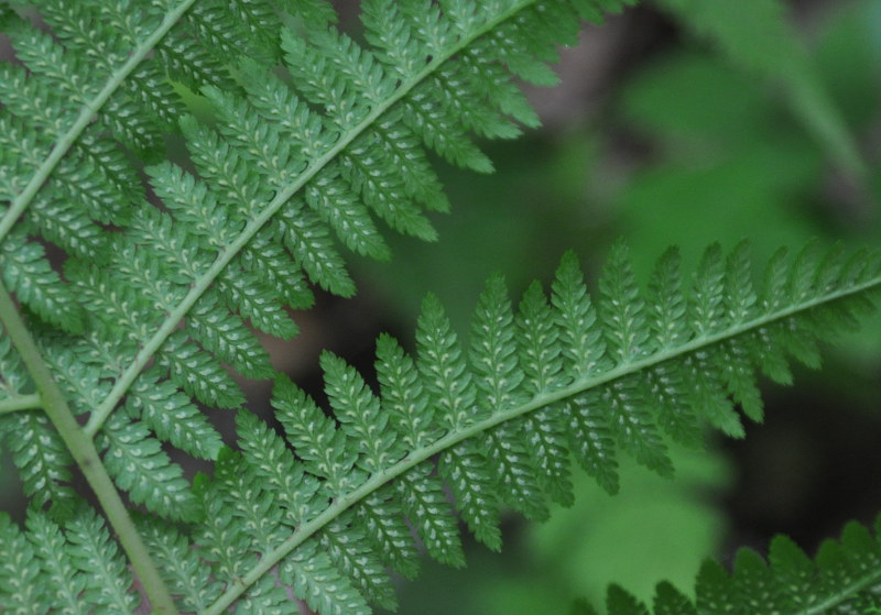 Изображение особи Athyrium monomachii.