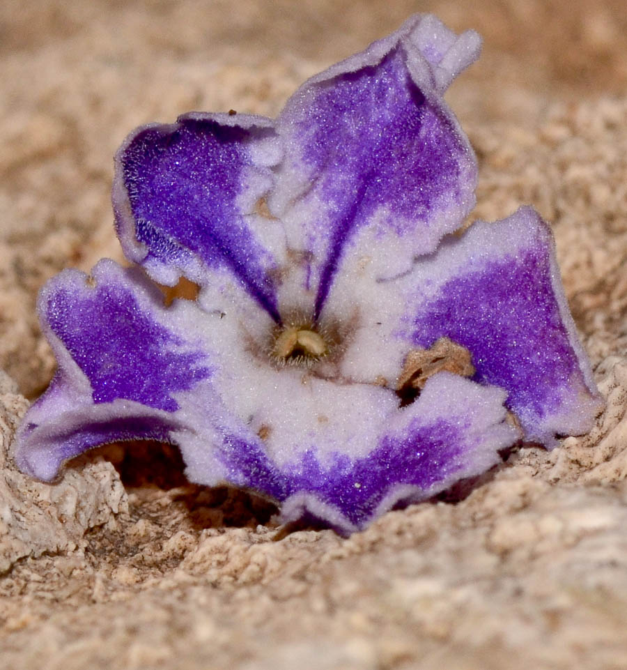 Image of Duranta erecta specimen.