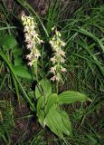 Epipactis helleborine