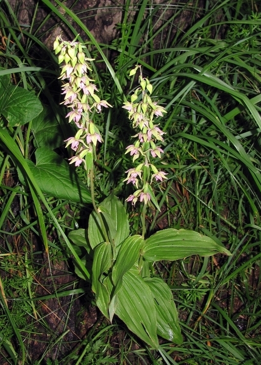 Изображение особи Epipactis helleborine.