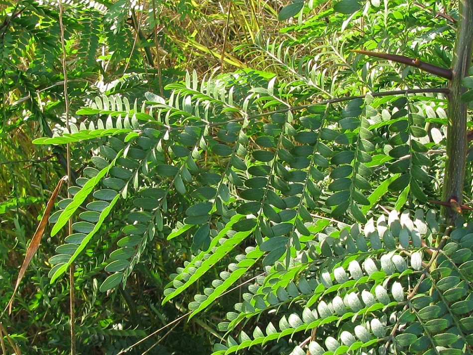 Image of Gleditsia triacanthos specimen.