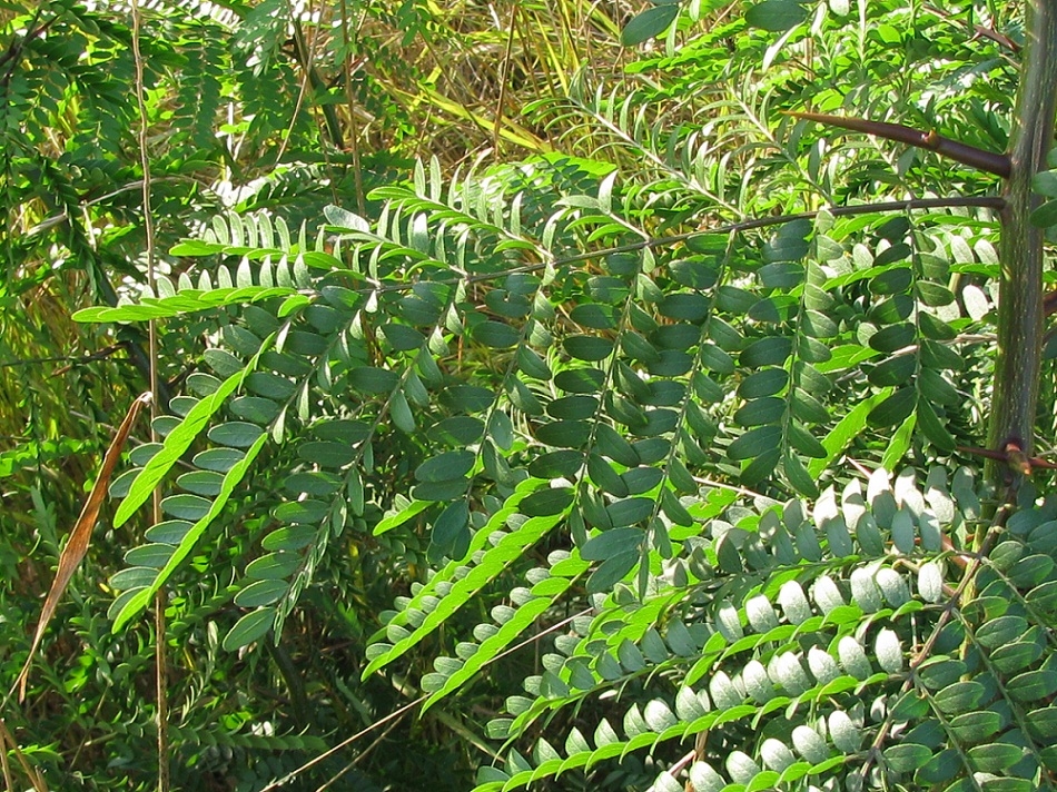 Изображение особи Gleditsia triacanthos.