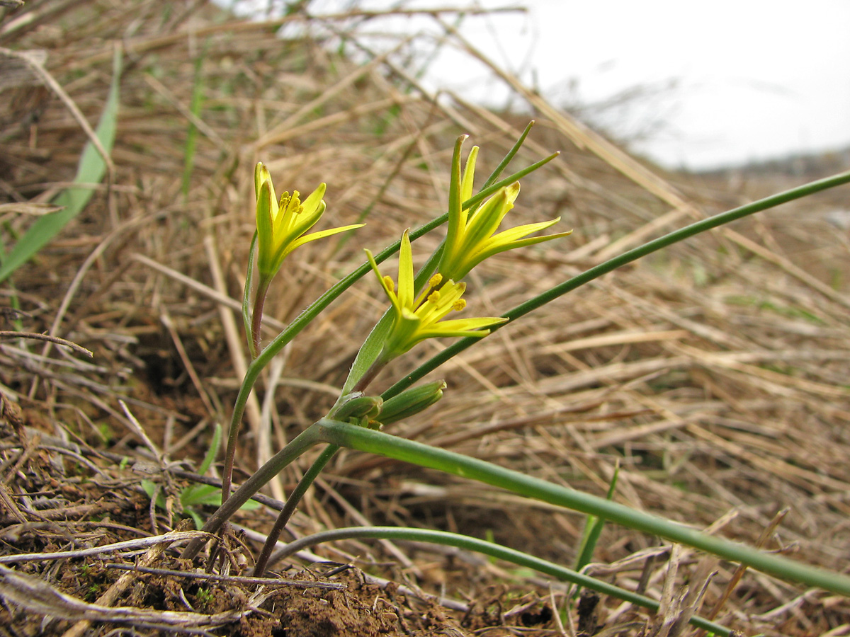 Image of Gagea tesquicola specimen.