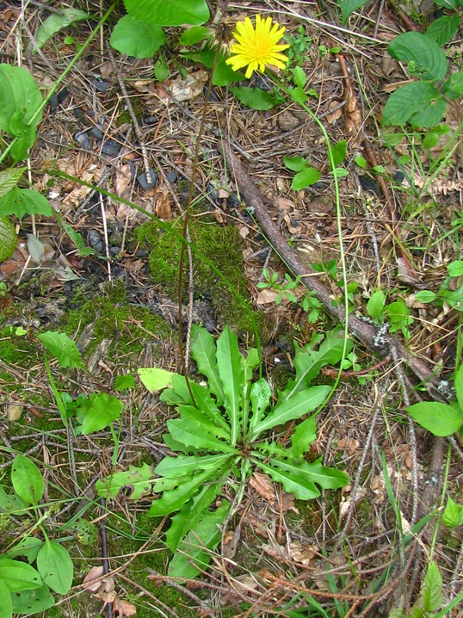 Image of Leontodon hispidus ssp. hastilis specimen.