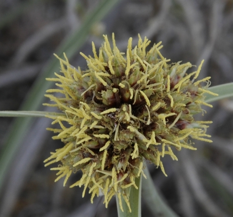 Изображение особи Cyperus capitatus.