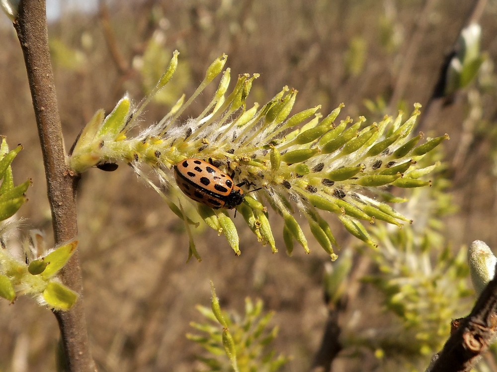 Image of Salix &times; puberula specimen.
