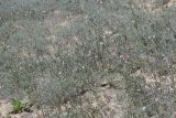 Delphinium rugulosum. Цветущие растения. Западный Казахстан, западный чинк плато Устюрт 18 км NNO п. Бейнеу. 04.05.2013.