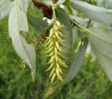 Salix &times; meyeriana