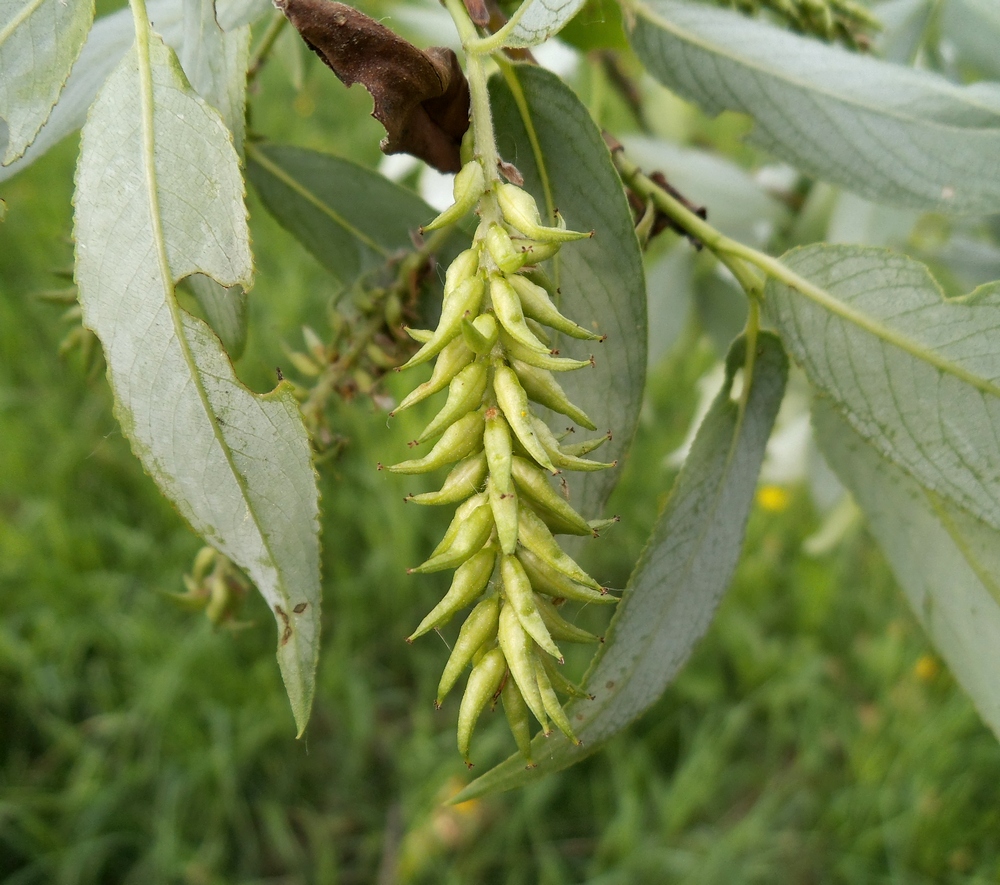 Image of Salix &times; meyeriana specimen.