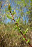 Salix pyrolifolia. Верхушка ветви с женским соцветием. Архангельская обл., Пинежский р-н, окр. Пинежского заповедника, берег р. Пинега. 29.05.2013.