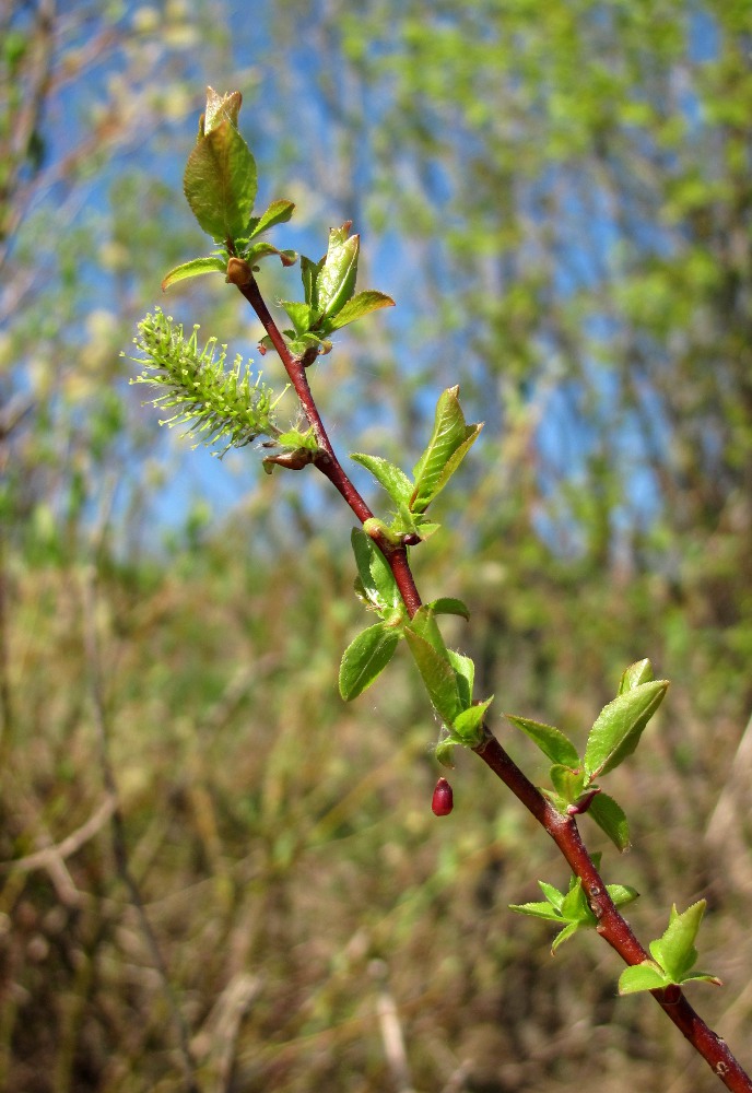 Image of Salix pyrolifolia specimen.