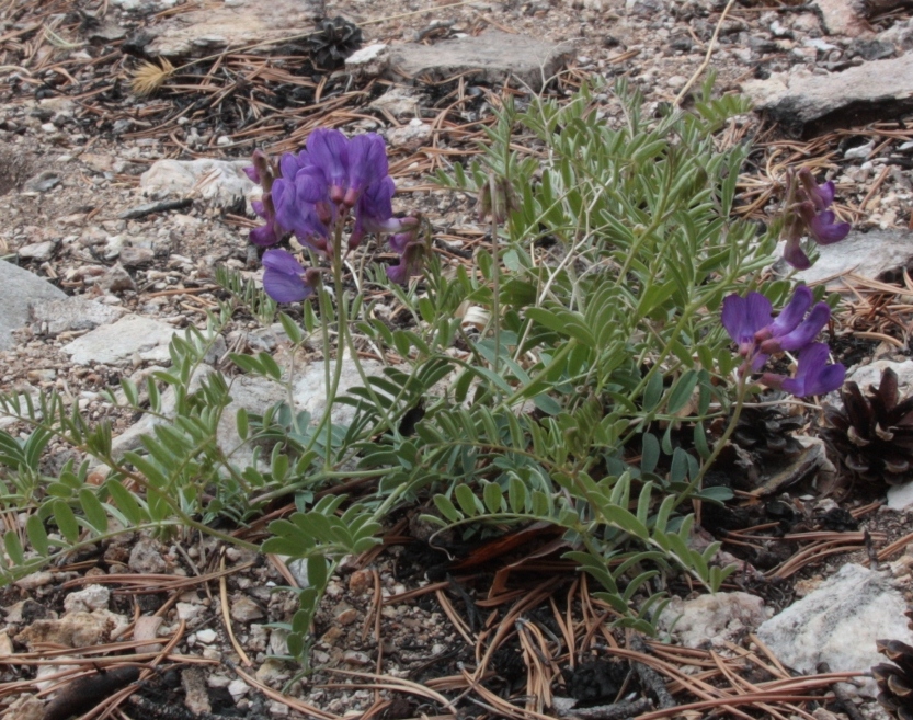 Image of Vicia olchonensis specimen.