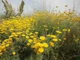 Anthemis tinctoria. Цветущее растение. Украина, Одесса, мыс Малый Фонтан. 07.06.2013.