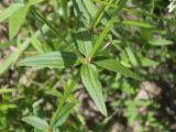 Galium boreale. Листья. Московская обл., Лотошинский р-н, окр. дер. Савостино, песчаный берег р. Русса. 12.06.2013.