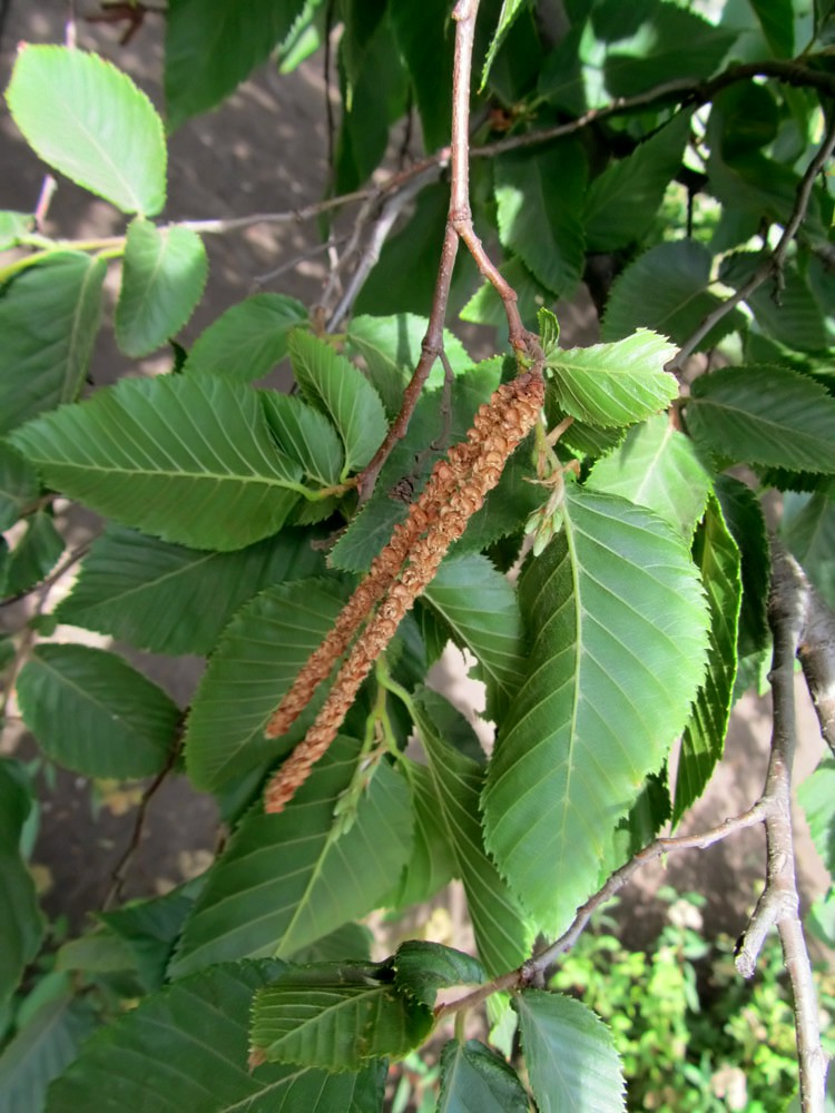 Image of Ostrya carpinifolia specimen.