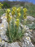 Asphodeline lutea