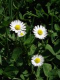 Bellis perennis