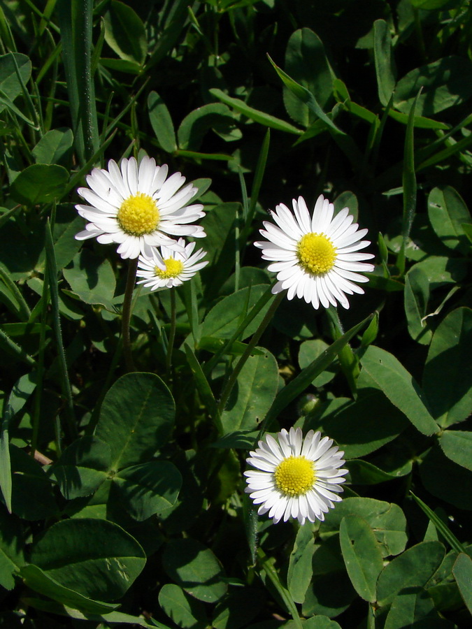 Image of Bellis perennis specimen.