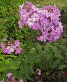 Phlox paniculata