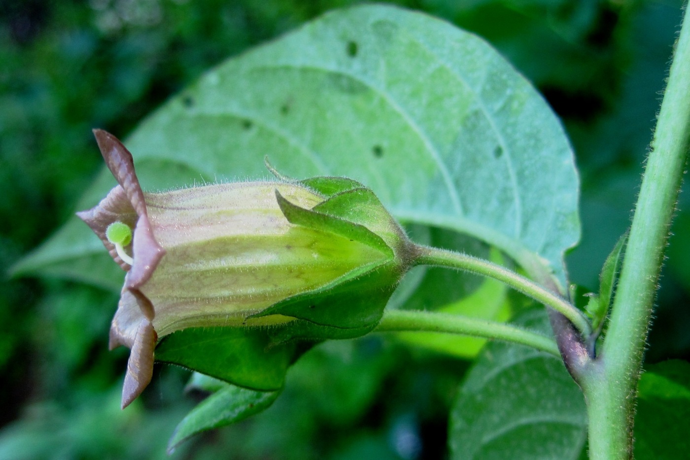 Изображение особи Atropa caucasica.