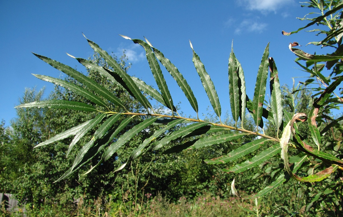 Image of Salix viminalis specimen.