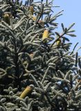 Abies procera form glauca. Часть кроны с молодыми шишками. Германия, г. Кемпен, в культуре. 23.08.2013.