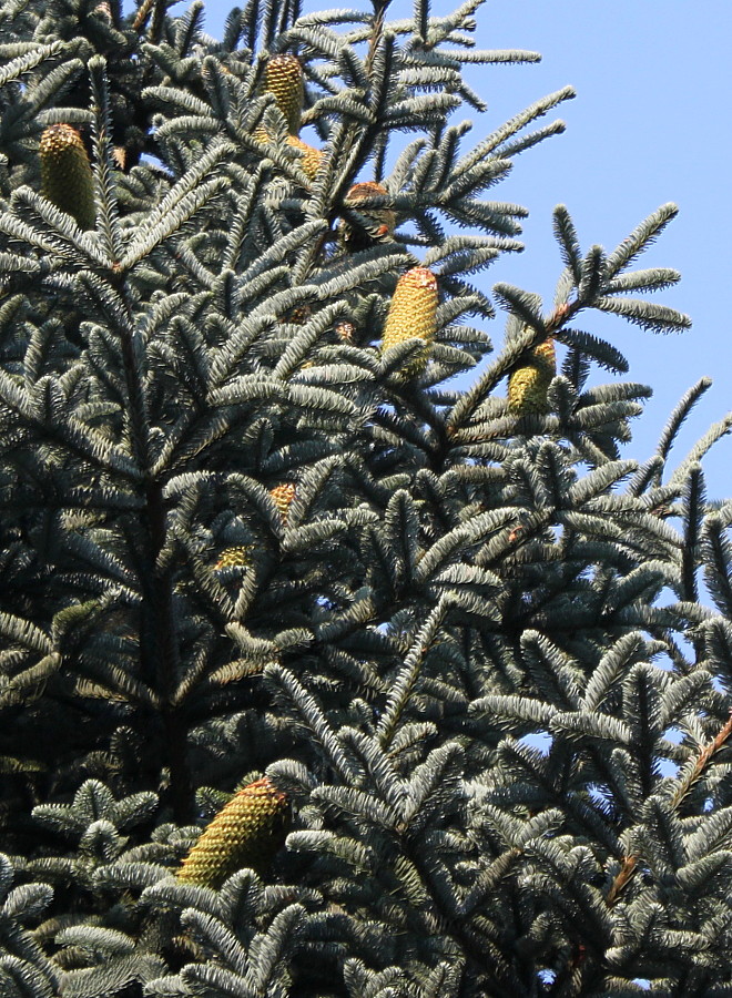 Изображение особи Abies procera f. glauca.