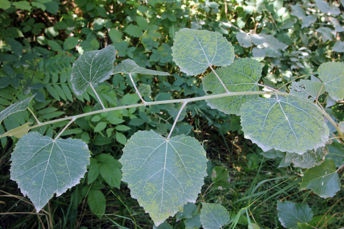 Image of Populus tomentosa specimen.