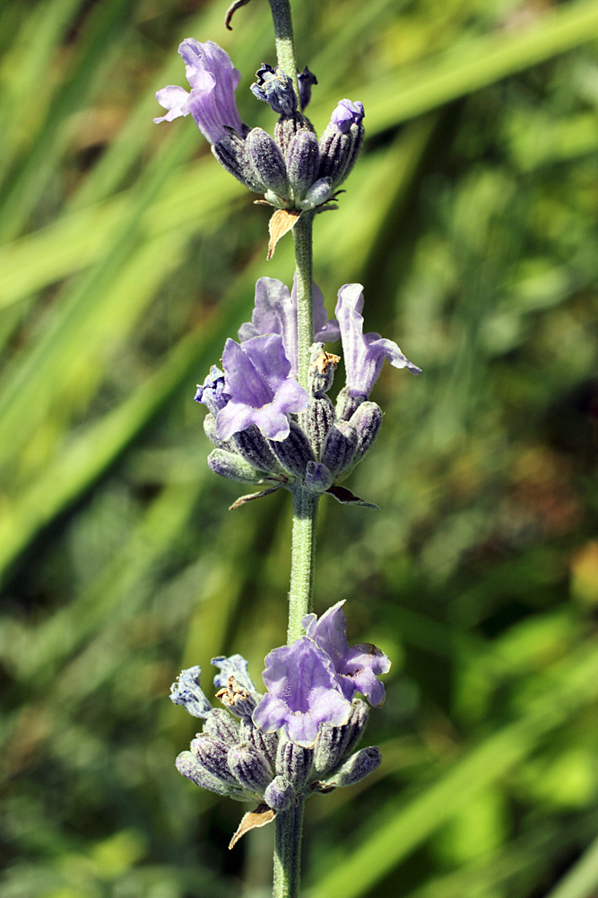 Image of Lavandula angustifolia specimen.