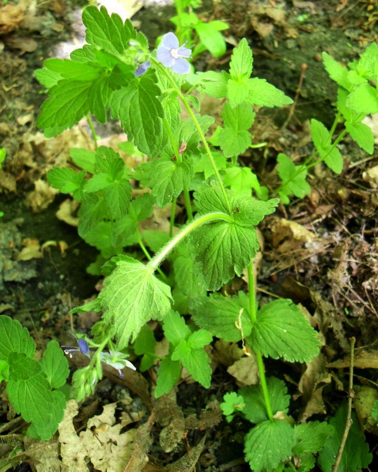 Image of Veronica chamaedrys specimen.