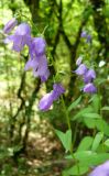 Campanula rapunculoides