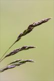 Deschampsia cespitosa